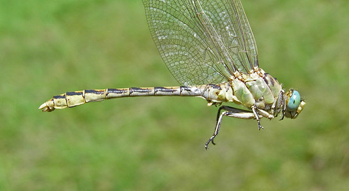 insect dragonfly odonata anisoptera gomphidae snaketail palesnaketail ophiogomphusseverus