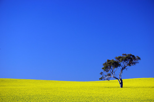 blue tree yellow stand alone farm canola