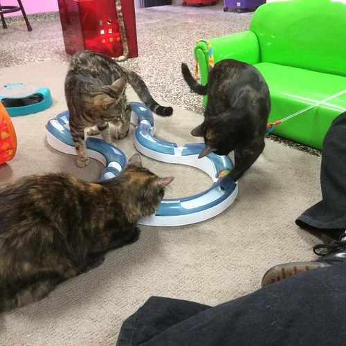 lots of kitties at the Cat Cuddle Cafe