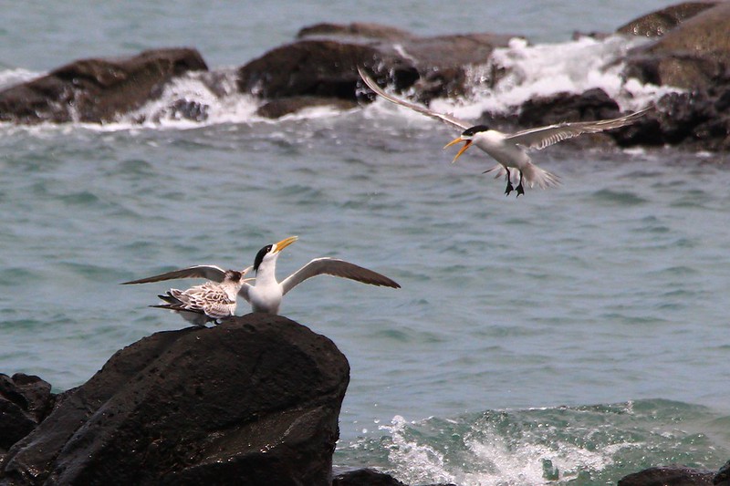 IMG_3145 鳳頭燕鷗 Greater Crested Tern