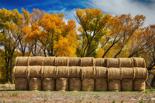 autumn tree fall nature field yellow clouds rural season landscape golden countryside colorado unitedstates farm farming harvest straw hay agriculture bale gunnison