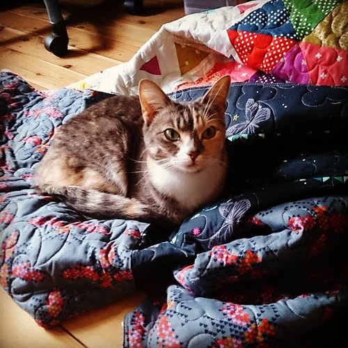 #swarmbysel is back from the quilters and has been promptly colonised by Smokey. #advenchuresofsmokeyandmal #cats #catsofinstagram