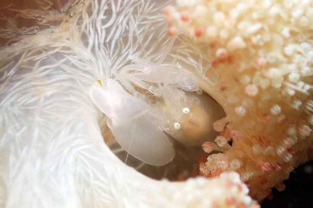 White snapping shrimp on ball flowery soft coral