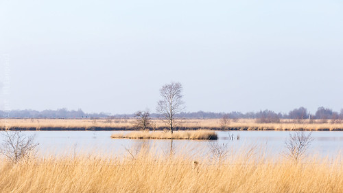 landscape moor landschaft baum neujahr januar niederlande naturschutzgebiet 2016 bourtangermoor canoneos6d canonef70200mm4lisusm naturparkbargerveen