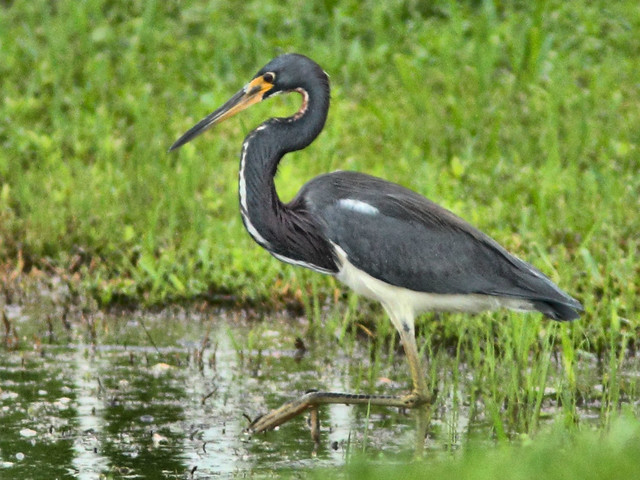 Tricolored Heron HDR 3-20151205