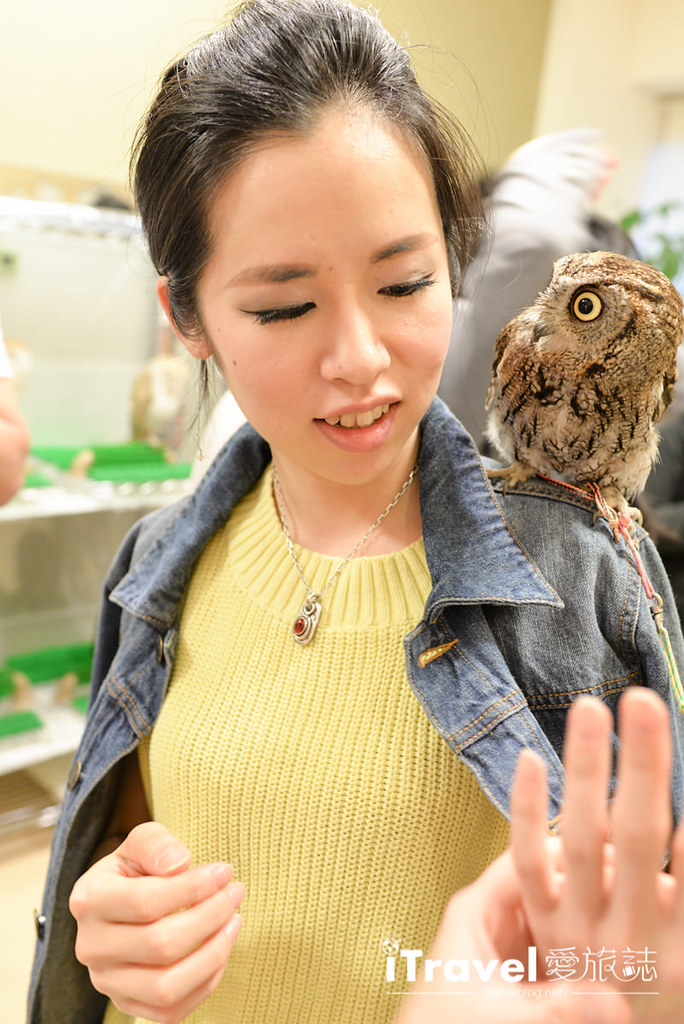 福冈猫头鹰咖啡店 Owl Family博德店 (25)