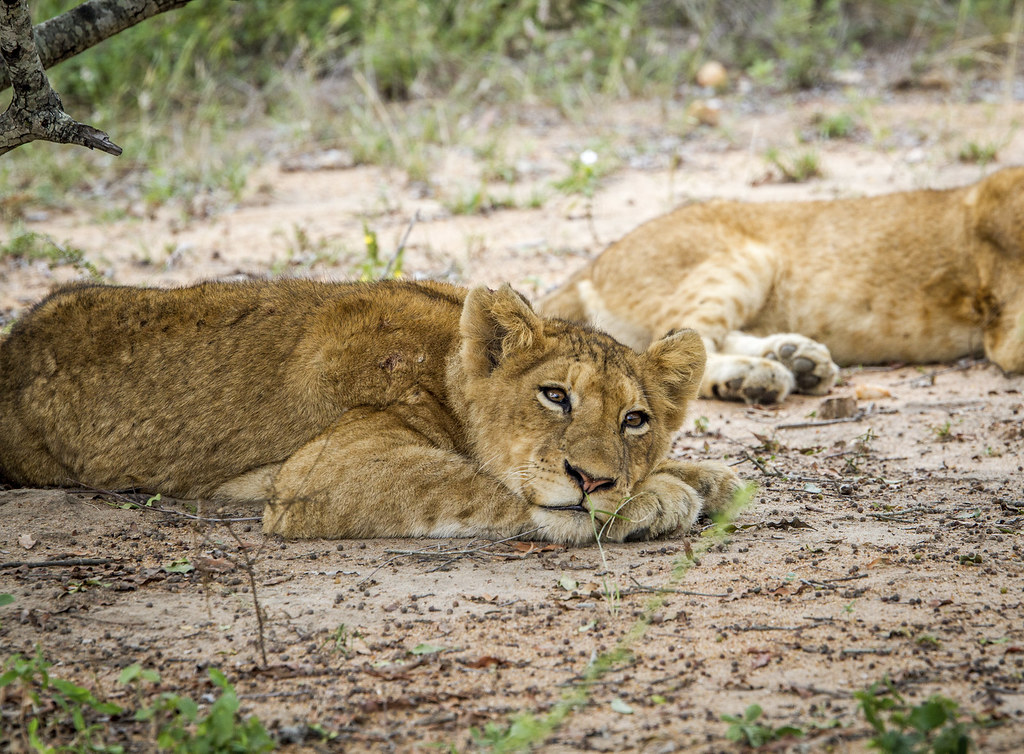 Lionceaux dans la réserve de Kapama