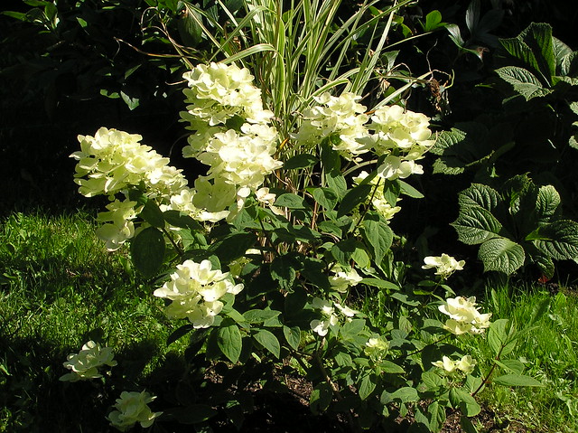 Hydrangea paniculata 'White Diamonds'