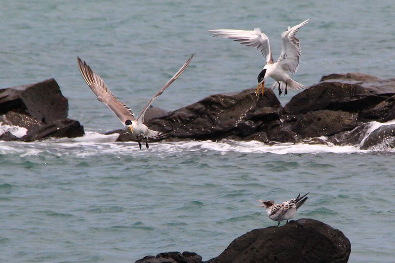 IMG_3156 鳳頭燕鷗 Greater Crested Tern
