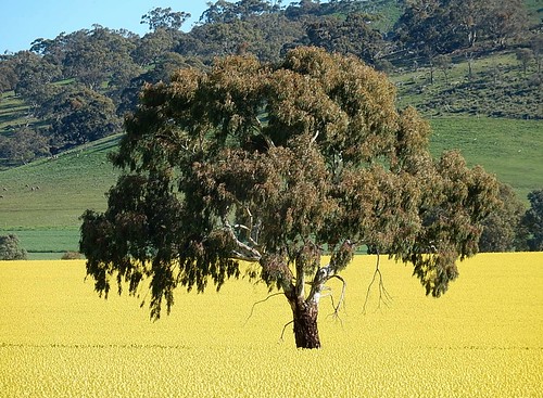 tree yellow carpet gold fields agriculture hillside canola washpool