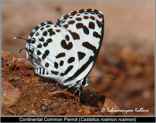 india macro closeup butterfly wildlife butterflies insects flyinginsect lycaenidae insectindia butterfliesofindia butterfliesofandhrapradesh lepidopreta