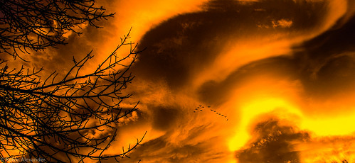 geese highriveralberta clouds sky nikond600