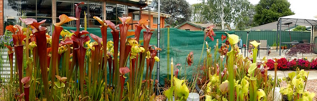 Panoramic view of the Bog Garden