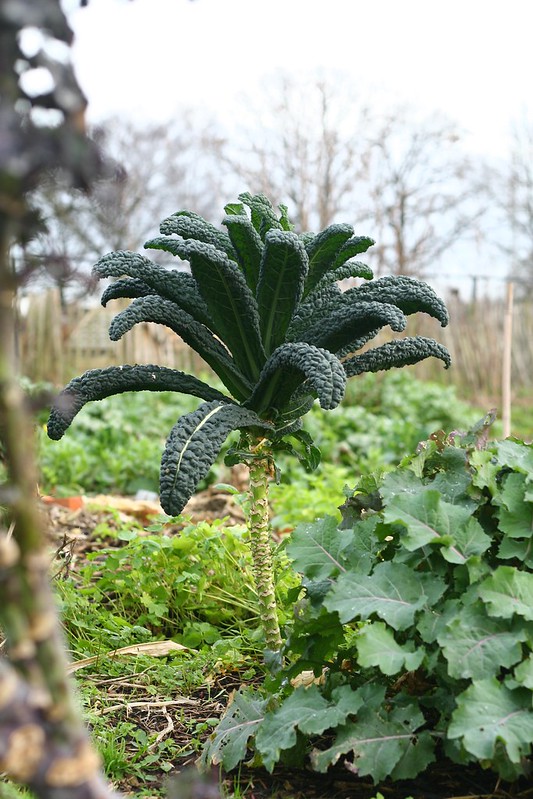 De Moestuin begin janauari