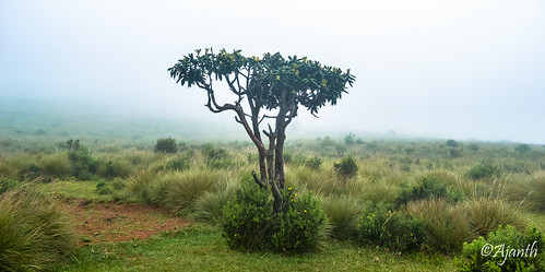 mist plant tree landscape outdoor foggy horton srilanka plains centralprovince