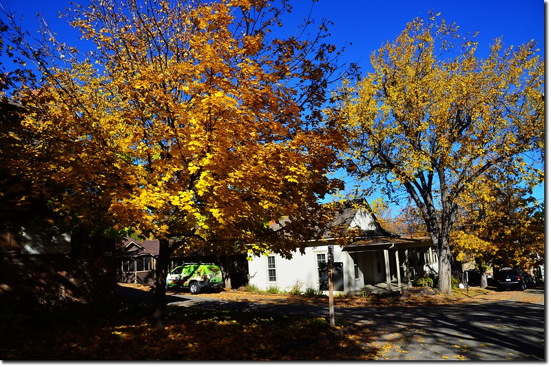Noway maple in Fall, Chautauqua, Boulder 3