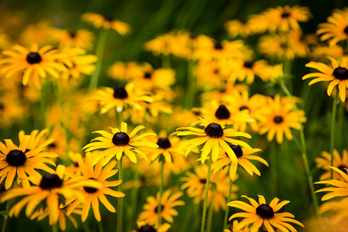 flower yellowflower sunflower kansas winfield blackeyedsusan