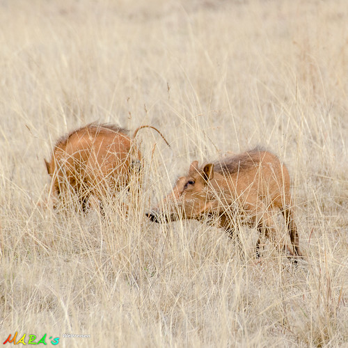 africa southafrica afrika südafrika kwazulunatal warzenschwein spioenkopnaturereserve bergville commonwarthog provinzkwazulunatal einsonce kw06319