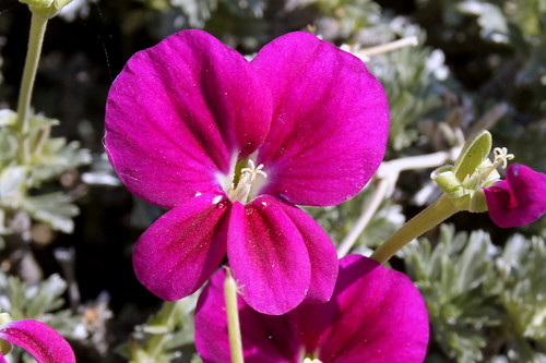 The flowers are of an intense pink-purple colouration, variously marked with blotches and the upper two petals are much larger than the lower three.