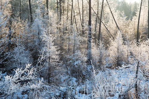 ca trees snow ontario canada frost elmira elora pilkingtontownship markheine