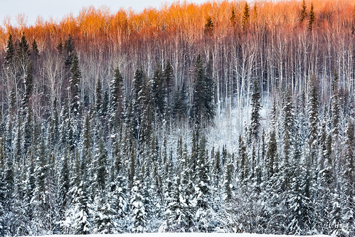 travel trees winter usa snow color ice alaska forest sunrise frozen us unitedstates fairbanks