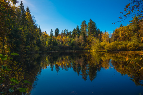 pfälzerwald forest fishing autumn lake trees fall nikon d800 sky blue landscape water