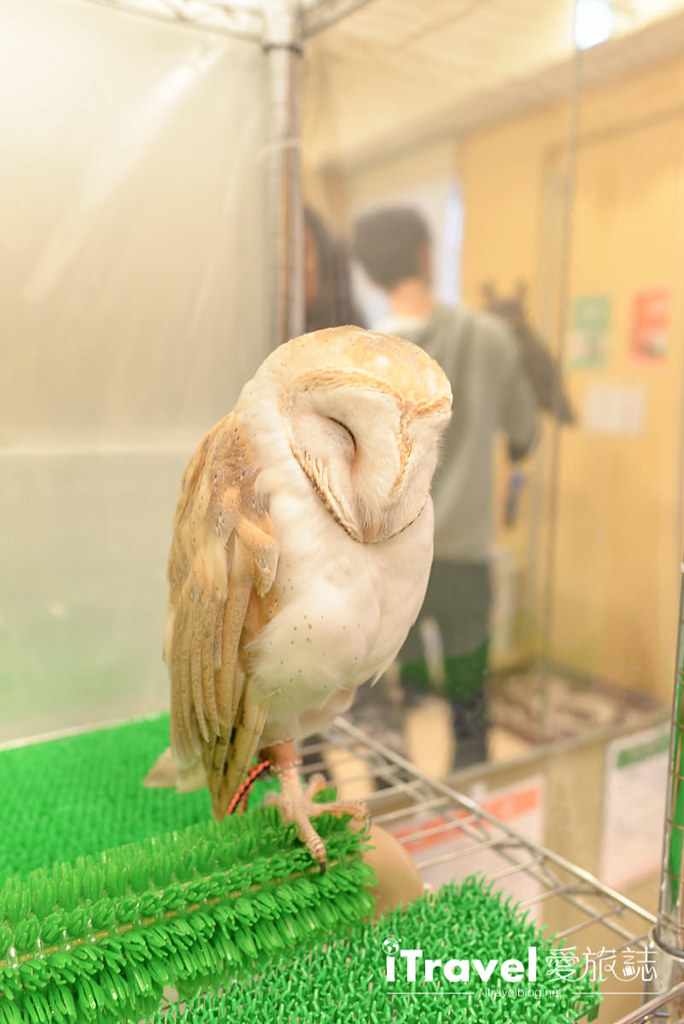福冈猫头鹰咖啡店 Owl Family博德店 (23)