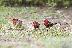 Strawberry Finches (Red Avadavat)