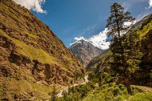 nepal mountains nature pine trekking canon asia outdoor hiking valley canon5d himalaya kiefer himalayas dolpo dolpa midwesternregion sahartara