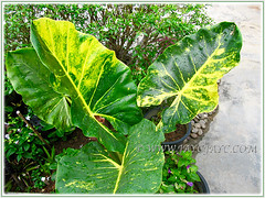 Alocasia macrorrhizos 'Variegata' (Variegated Giant Alocasia/Taro/Elephant Ear, Variegated Upright Elephant Ears) at the outer bed, July 15 2015