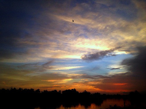 sky bird clouds sunrise