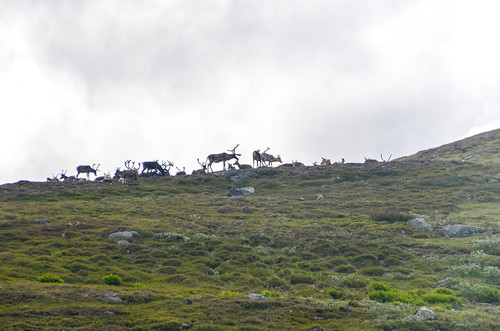 vildmarksvägen cycletouring cyclotourisme europe freewheelycom reindeer sweden wildernessroad jbcyclingnordkapp