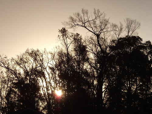 lumberton nc northcarolina robesoncounty sunrise sun tree trees silhouette sky morning goodmorning autumn fall photooftheday photo365 pictureoftheday