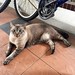 #handsomeboy #cat #meow #猫 ��#neko #cute at my apartment block. This boy is quite an alpha cat. He fights and terrorized other cats. But still a #cutiepie