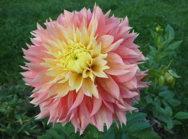 light-pink dahlia with a pale yellow center