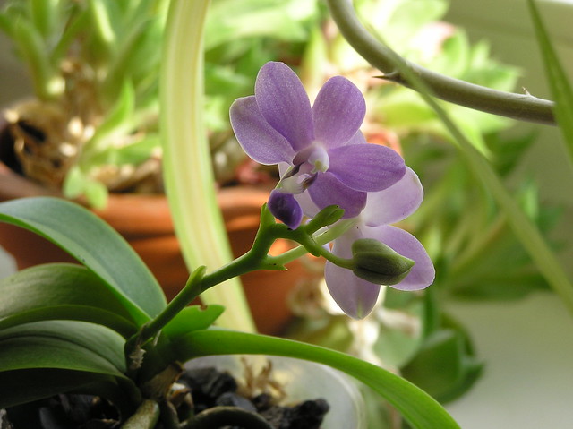 Doritaenopsis Purple Martin 'KS'
