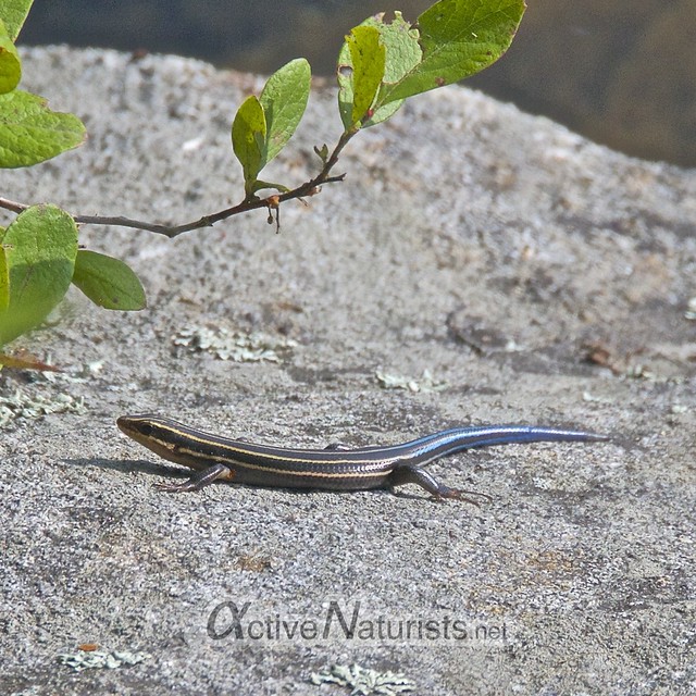 American five-lined skink 0001 Harriman State Park, NY, USA