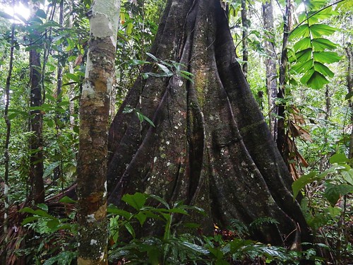 Old tree - Madidi National Park - Amazon forest - Bolivia