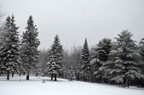 2015 canada ontario on winter northamerica bancroft snow ice trees woods plants landscape