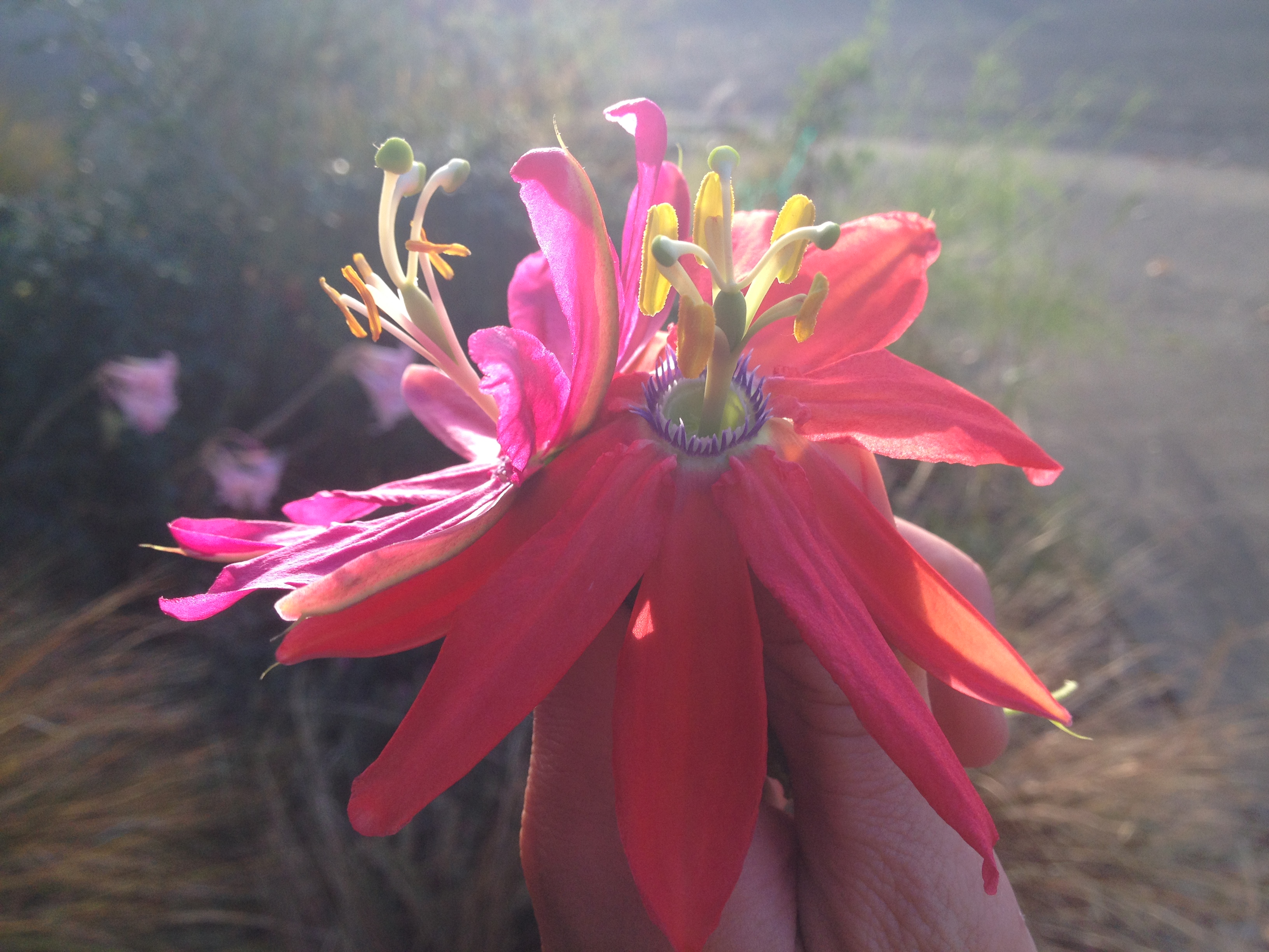 Passiflora 'Oaklandia' and exoniensis