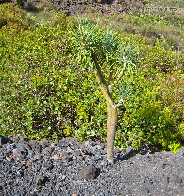 dragon tree 0014 Tenerife, Canary Islands, Spain