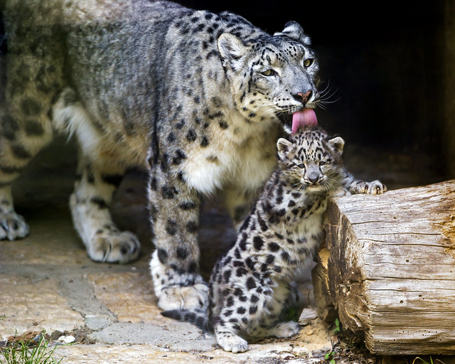 Mayhan tenderly licking her son