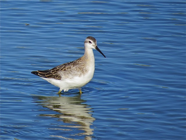 Wilson's Phalarope at El Paso Sewage Treatment Center in Woodford County, IL 05