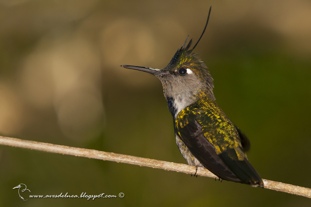 Picaflor copetón (Black breasted-Plovercrest) Stephanoxis loddigesii