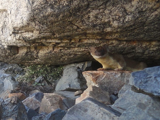 long-tailed weasel at pika haypile