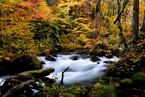 autumn japan river stream autumnleaves 日本 紅葉 風景 水 奧入瀨溪 楓葉 towada oirase 瀑布 溪流 秋葉 奥入瀬渓流 東北地方 戶外 奧入瀨溪流 oirasestream