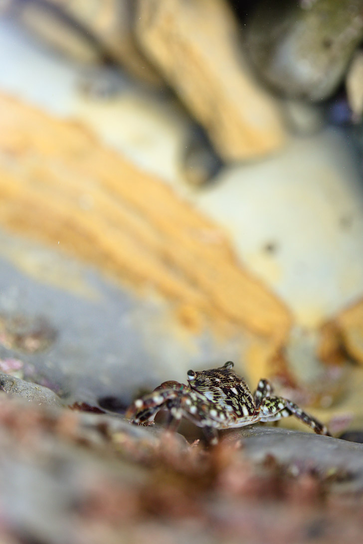Tiny Crab at Cabrillo Monument Tide Pools in San Diego.