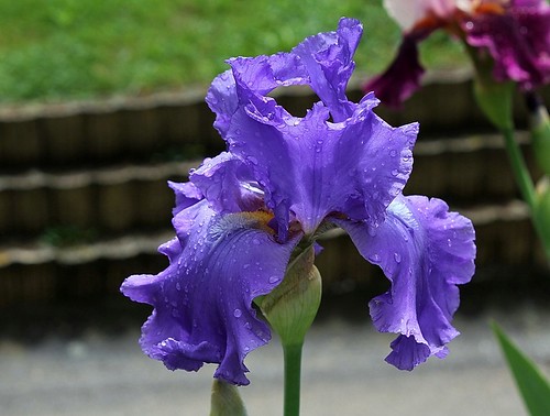 Nos Iris : floraisons 2012 - Page 2 20627133783_2bc4909444