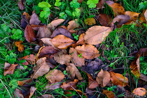 red carpet foliage nature greece ioannina leaves