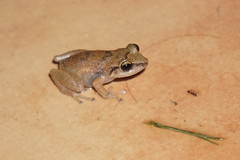 Whistling tree frog
